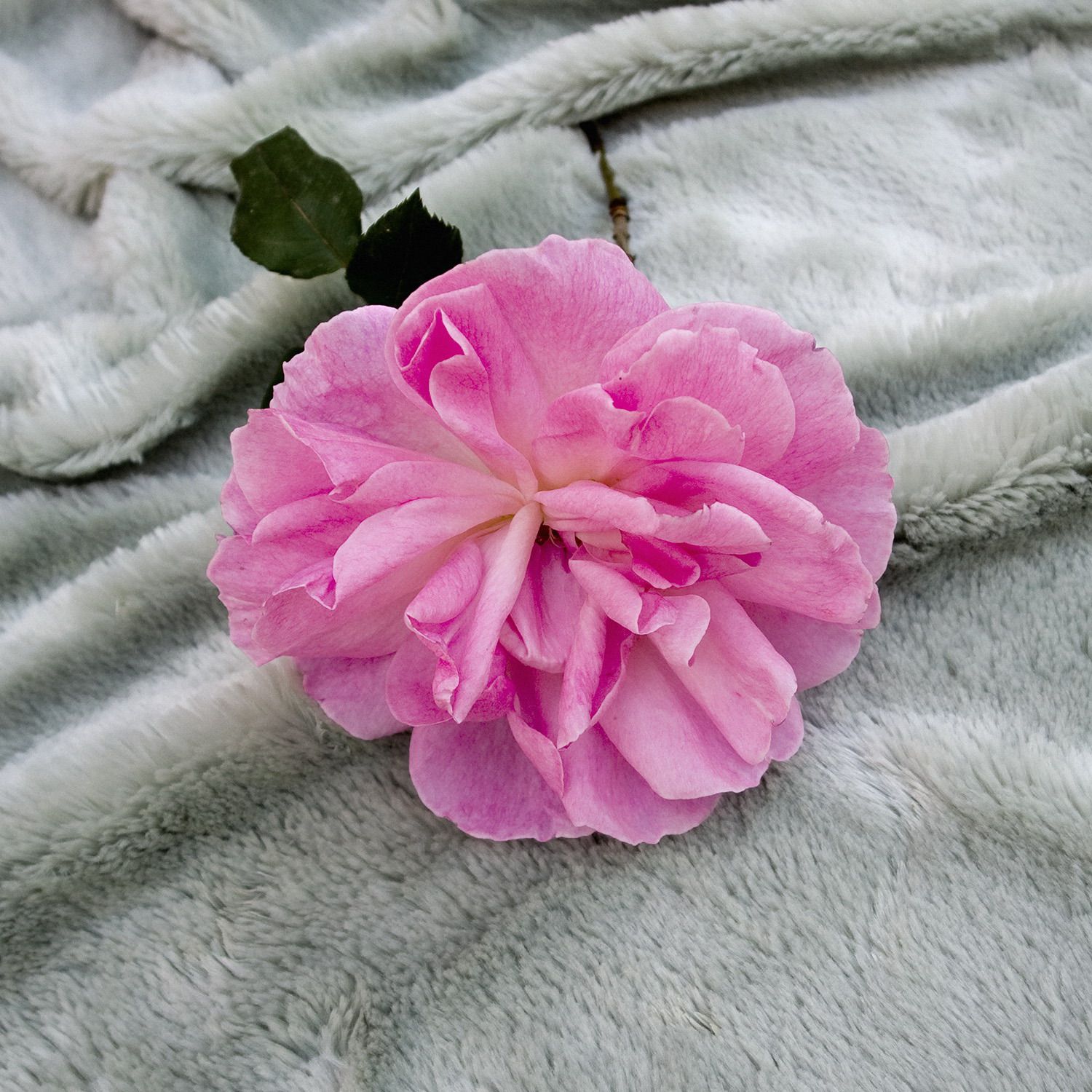 The making of a rose. Fotografa digital. 70x70 cm. 2008